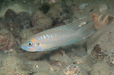 Neolamprologus calliurus 'Moliro'
